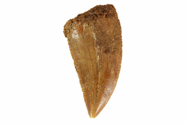 Bargain, Raptor Tooth - Real Dinosaur Tooth #125970